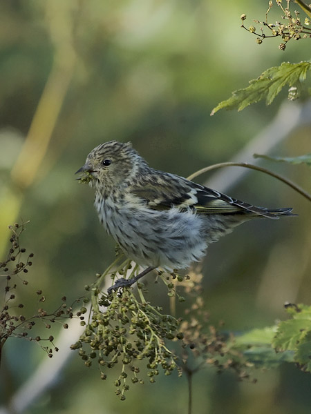 Vihervarpunen, European Siskin, Carduelis spinus